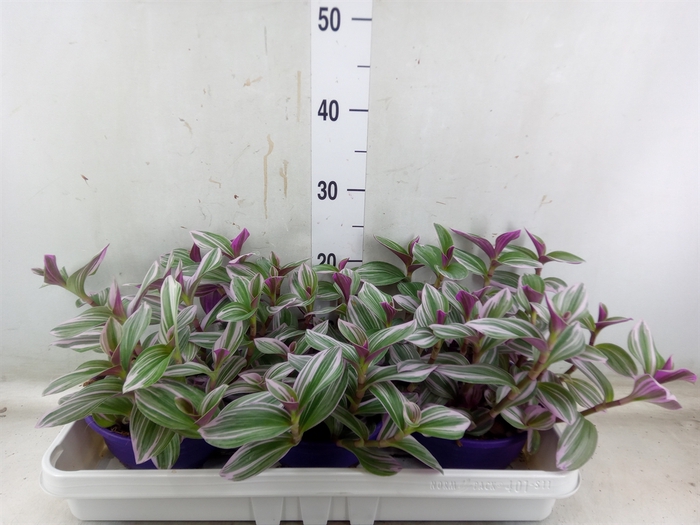 <h4>Tradescantia albif. 'Nanouk'</h4>
