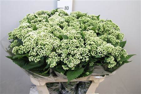 <h4>Eupatorium rugosum 'Braunlaub'</h4>