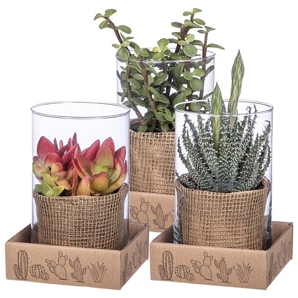 <h4>MIX CACTUS AND SUCCULENTS IN GLASS CYLINDERØ15 H25-CARDBOARD BOX 18X18CM</h4>