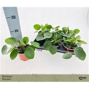 PILEA PEPEROMIOIDES