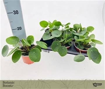 <h4>PILEA PEPEROMIOIDES</h4>