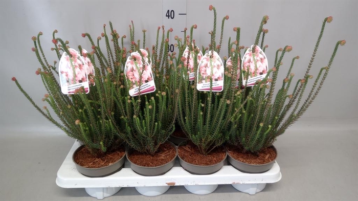 <h4>Erica   ...</h4>