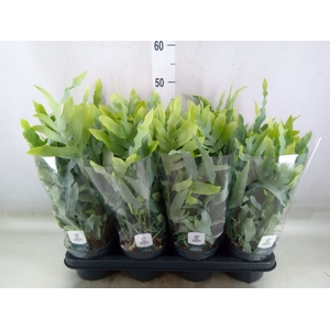 Phlebodium aureum 'Blue Star'