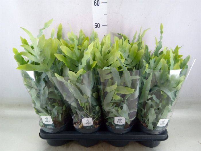 <h4>Phlebodium aureum 'Blue Star'</h4>