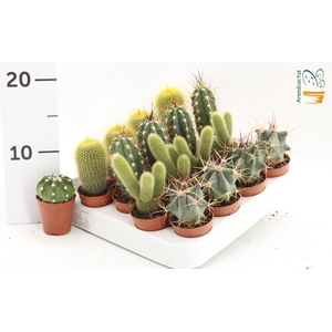 CACTUS GEM