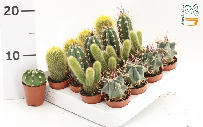 <h4>CACTUS GEM</h4>