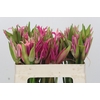 Nerine Mix