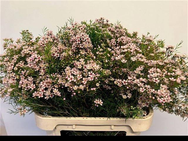 <h4>CHAME UN DORI</h4>