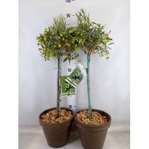Arr.   Tuinplanten H%