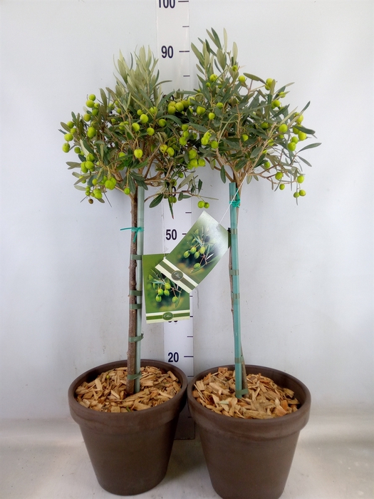 <h4>Arr.   Tuinplanten H%</h4>