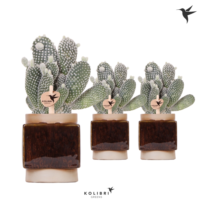 <h4>Opuntia Microdasys Albispina Keramiek Classy Cube</h4>