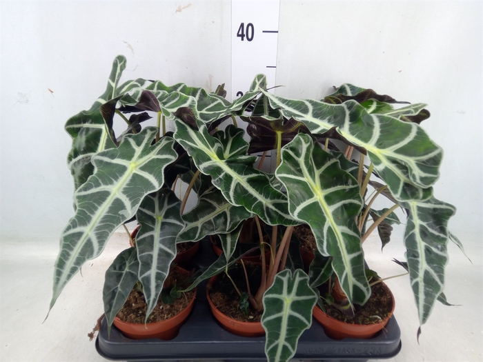 <h4>Alocasia amazonica 'Polly'</h4>