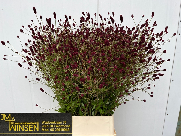 <h4>SANG OFFICINALIS</h4>