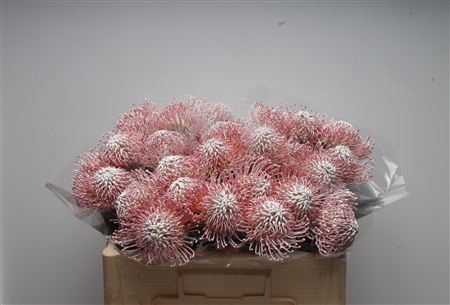 <h4>Leuco Klbh White</h4>