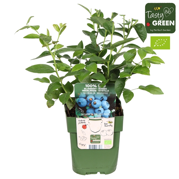 <h4>Vaccinium corymbosum 'Brigitta Blue' Bio P13</h4>