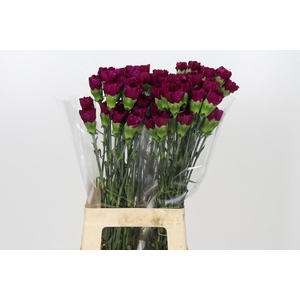 Dianthus St Yukari Violet
