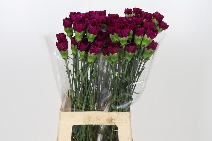 <h4>Dianthus St Yukari Violet</h4>