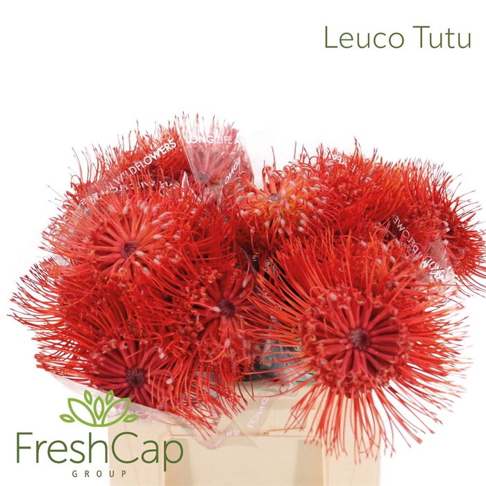 <h4>Leuco Tutu</h4>