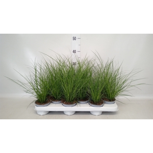 Carex brunnea