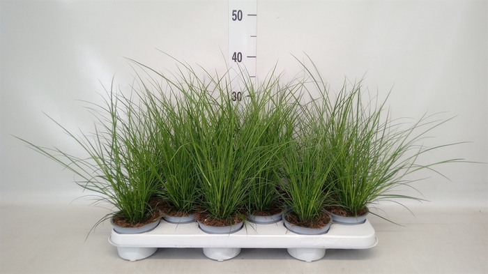 <h4>Carex brunnea</h4>