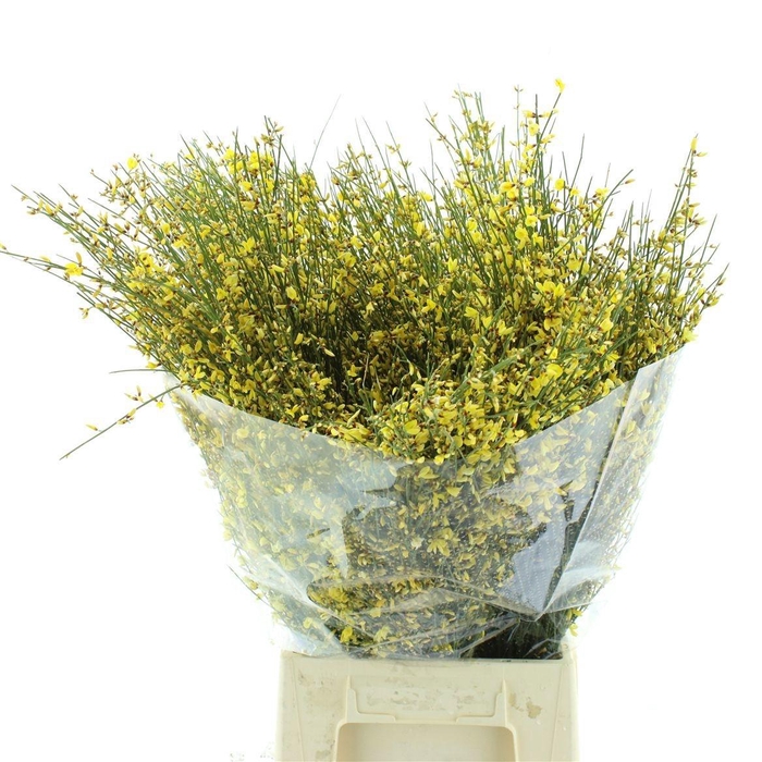 <h4>GEN OV GEEL BS</h4>