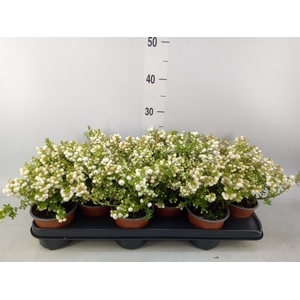 Gaultheria   ...white berry