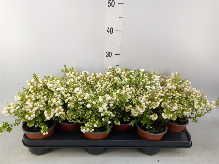 <h4>Gaultheria   ...white berry</h4>