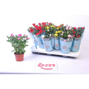 Rosa Beau Monde Mix 10,5Ø 25cm