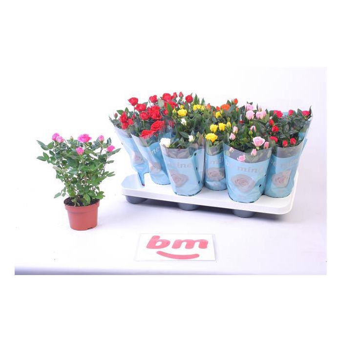 <h4>Rosa Beau Monde Mix 10,5Ø 25cm</h4>