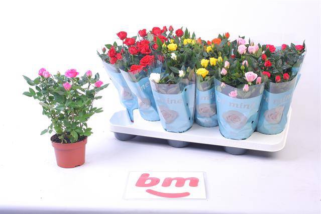 Rosa Beau Monde Mix 10,5Ø 25cm