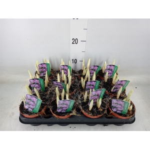 Crocus vernus 'Pickwick'