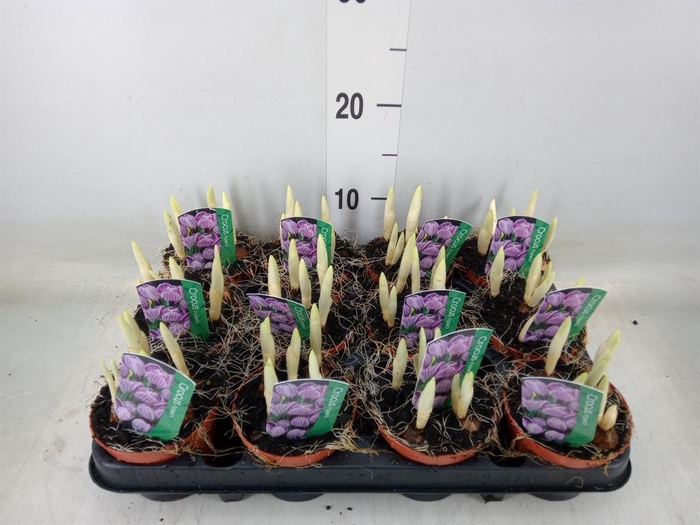 <h4>Crocus vernus 'Pickwick'</h4>