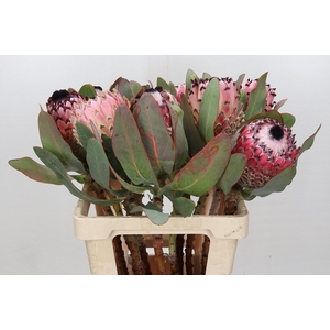 Protea Barbigera Air
