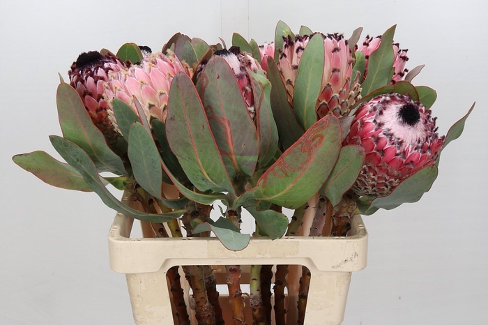 Protea Barbigera Air