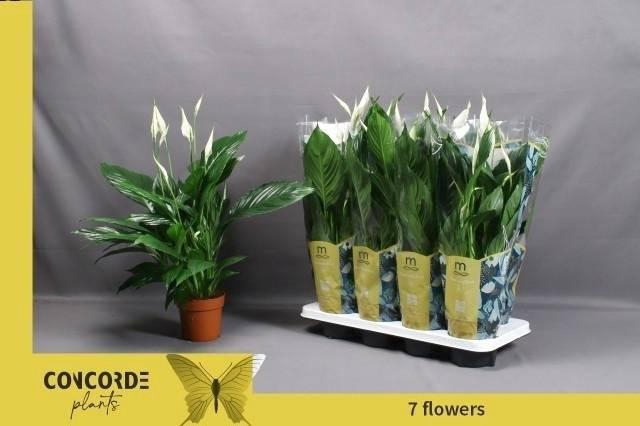 <h4>SPATH PICO CUPIDO</h4>