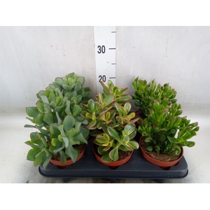 Crassula   ...mix