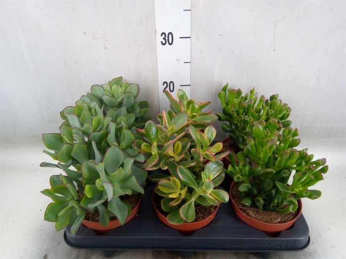 <h4>Crassula   ...mix</h4>