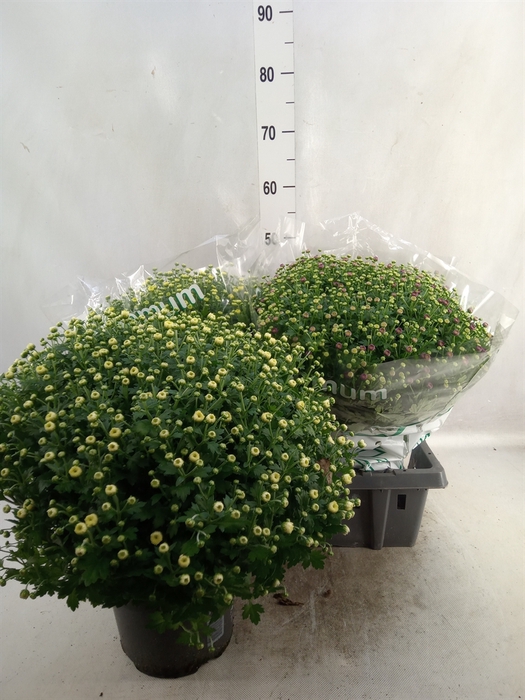 <h4>Chrysanthemum  'Jasoda'  ..mix</h4>