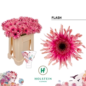 Gerbera Pasta Flash Water