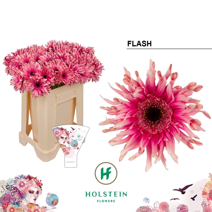 <h4>Gerbera Pasta Flash Water</h4>