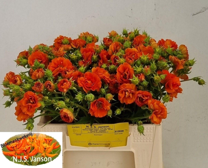 <h4>GEUM TROPIC TEMPEST</h4>