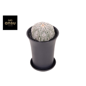 Astrophytum Asterias Super Kabuto XL