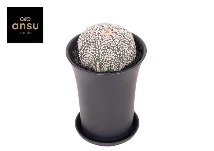 <h4>Astrophytum Asterias Super Kabuto XL</h4>