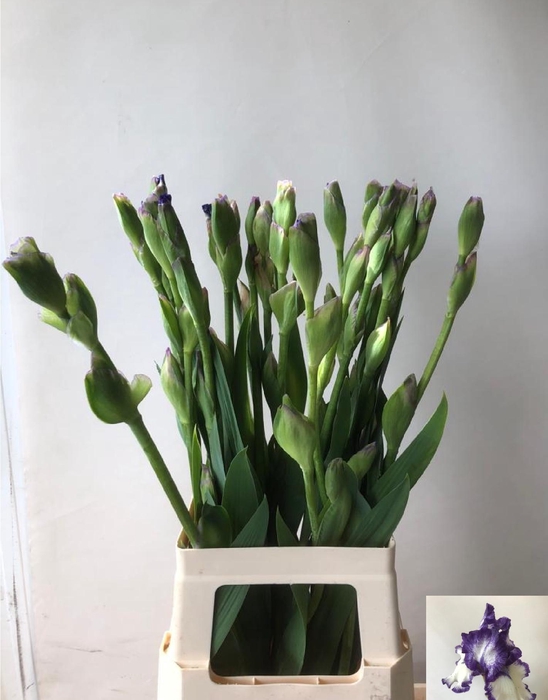 <h4>IRIS BUITEN OV</h4>