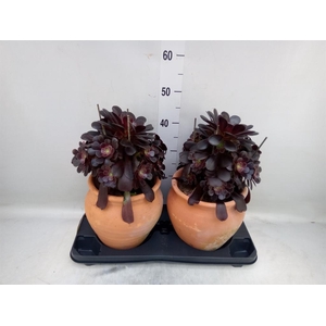 Aeonium arboreum 'Velours'