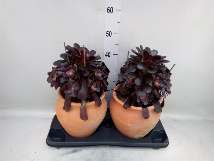 <h4>Aeonium arboreum 'Velours'</h4>