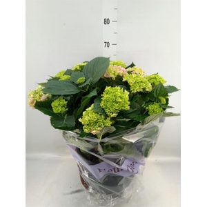 Hydrangea mac. 'Rosita'