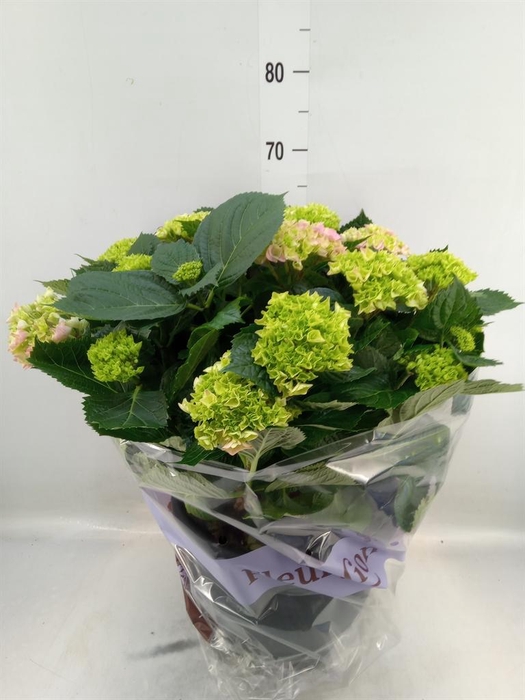 <h4>Hydrangea mac. 'Rosita'</h4>