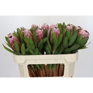 Protea Pink Ice