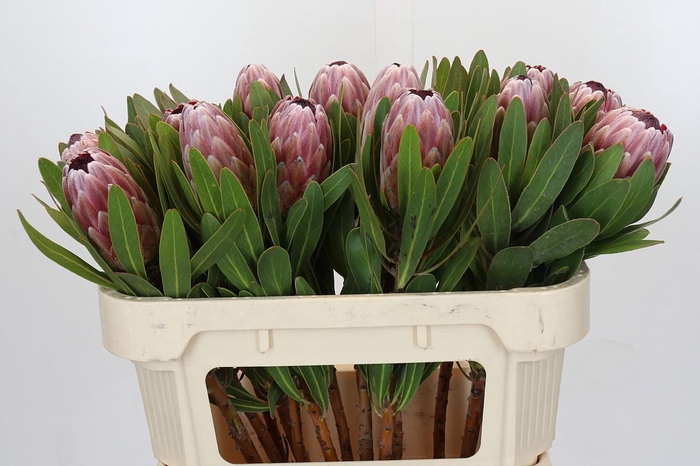 <h4>Protea Pink Ice</h4>